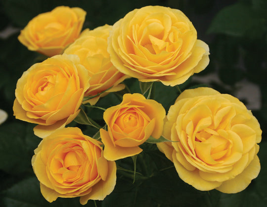 Veranda® Sunbeam™ - Star Roses and Plants