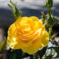 Veranda® Sunbeam™ - Kordes® Roses
