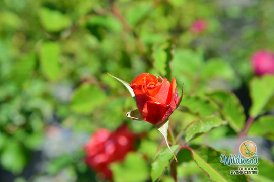 Stiletto™ - Star Roses and Plants