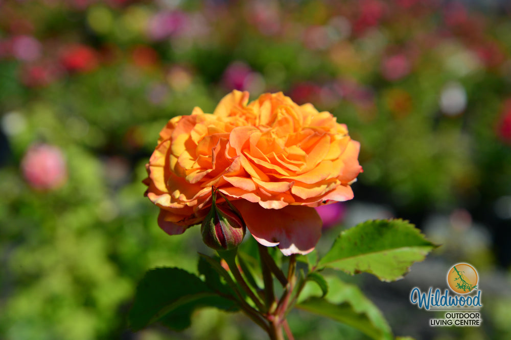 Sunbelt® Crazy Love™ - Kordes® Roses