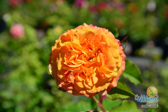 Sunbelt® Crazy Love™ - Kordes® Roses