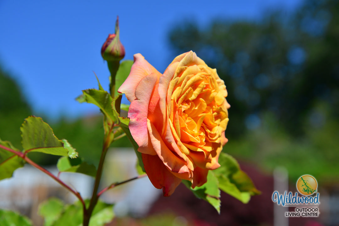 Sunbelt® Crazy Love™ - Kordes® Roses