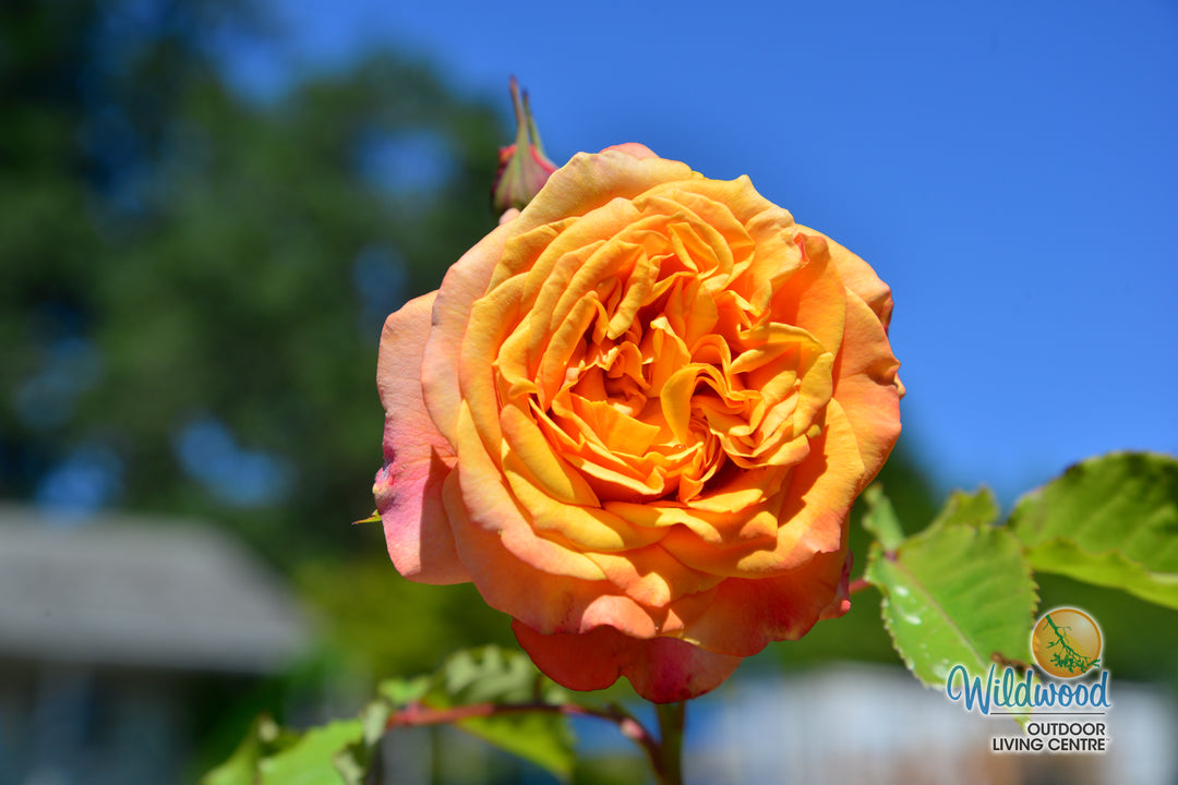 Sunbelt® Crazy Love™ - Kordes® Roses