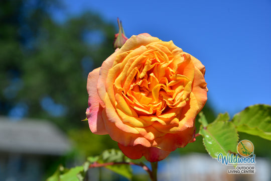 Sunbelt® Crazy Love™ - Kordes® Roses
