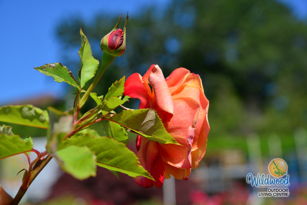 Sunbelt® Crazy Love™ - Kordes® Roses