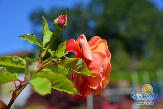 Sunbelt® Crazy Love™ - Kordes® Roses