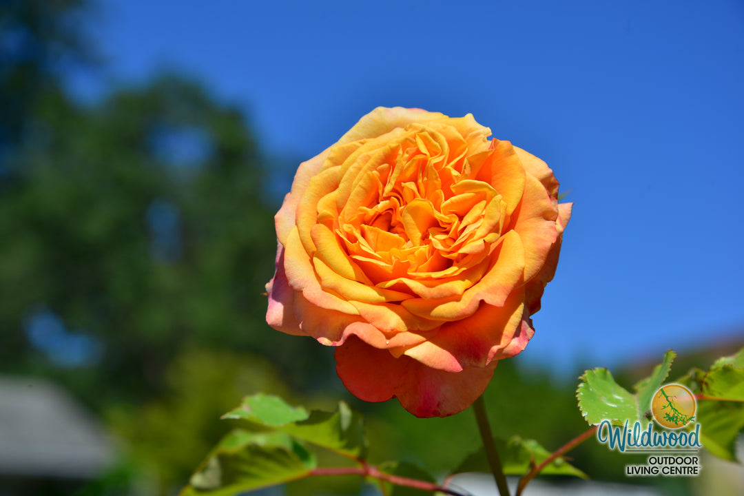 Sunbelt® Crazy Love™ - Kordes® Roses