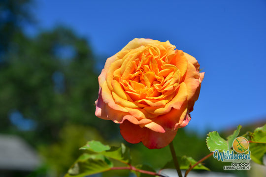 Sunbelt® Crazy Love™ - Kordes® Roses