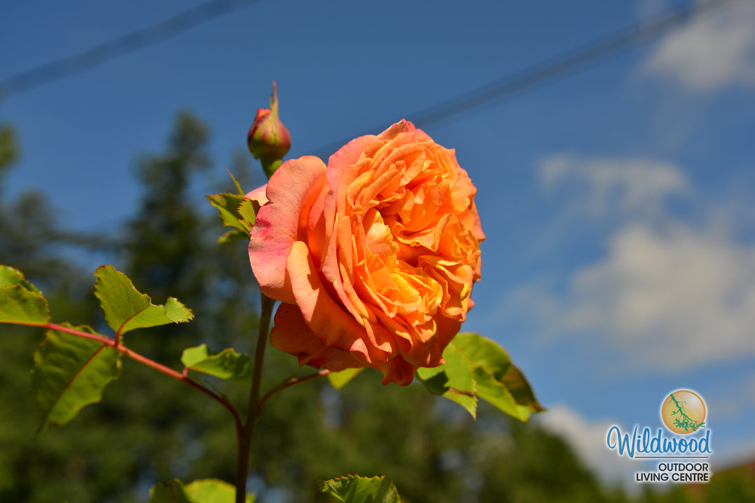 Sunbelt® Crazy Love™ - Kordes® Roses