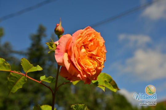 Sunbelt® Crazy Love™ - Kordes® Roses