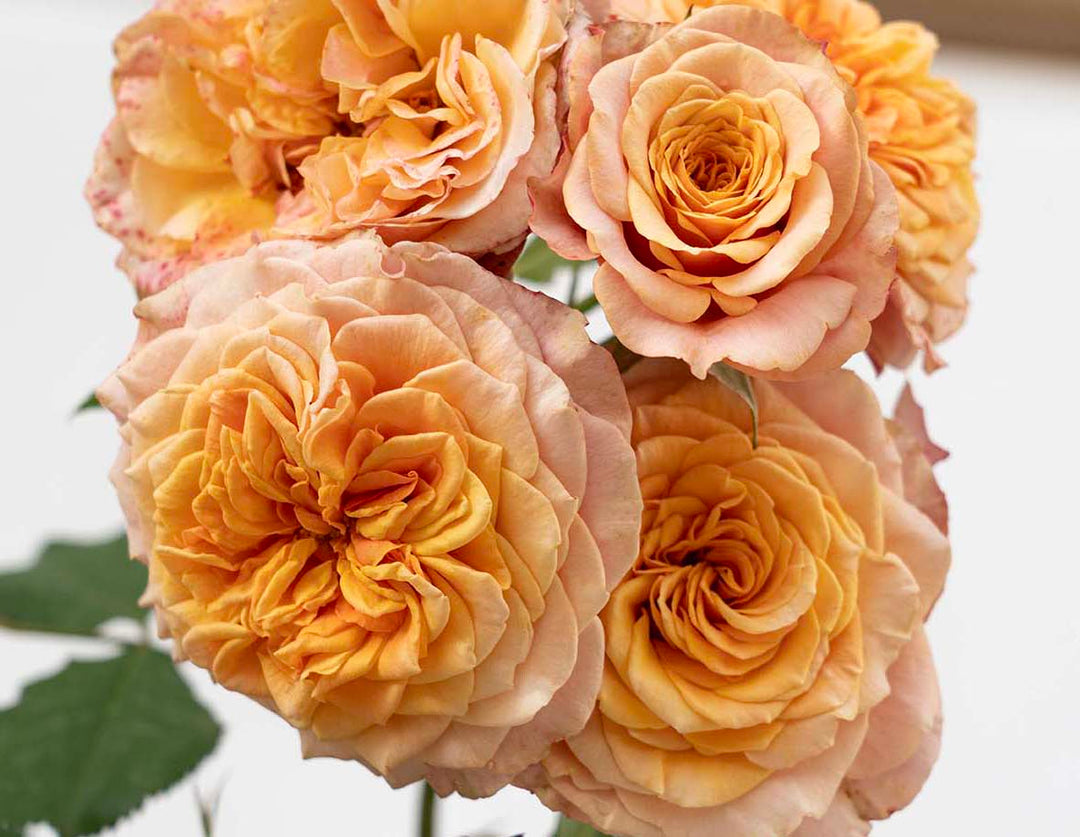Sunbelt® Crazy Love™ - Kordes® Roses