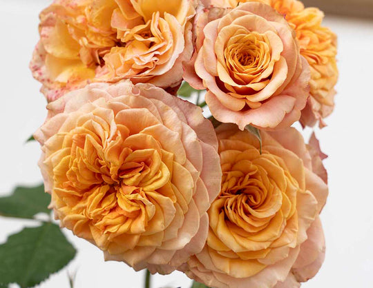 Sunbelt® Crazy Love™ - Kordes® Roses