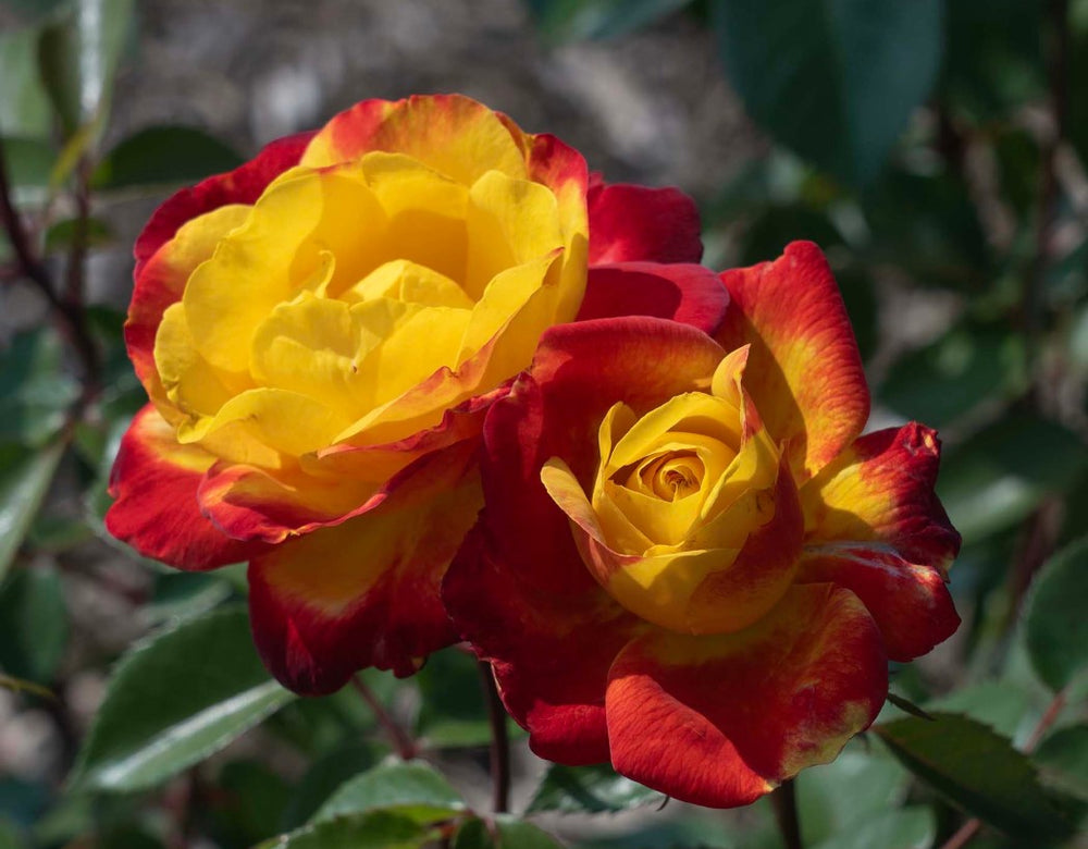 Sunbelt Garden Flame - Star Roses and Plants