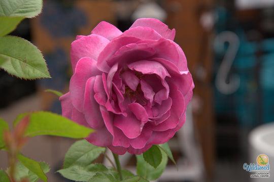 Sunbelt® Plum Perfect™ - Kordes® Roses