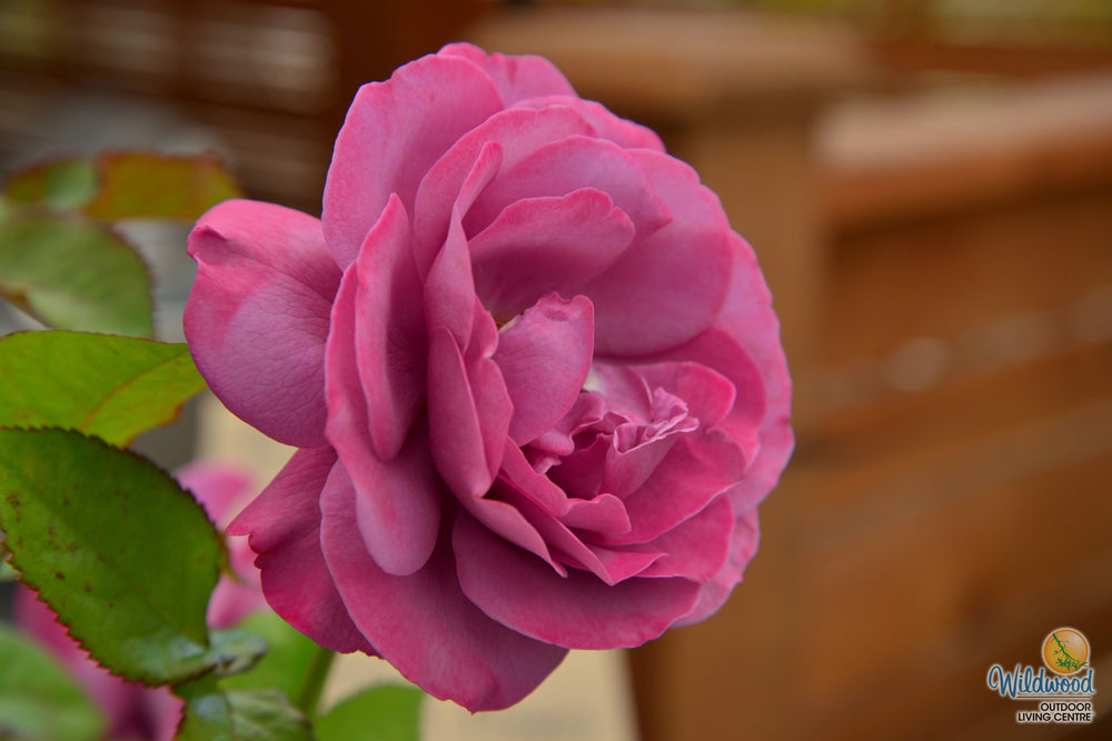 Sunbelt® Plum Perfect™ - Kordes® Roses