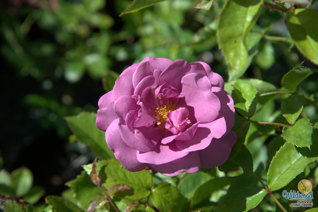 Sunbelt® Plum Perfect™ - Kordes® Roses