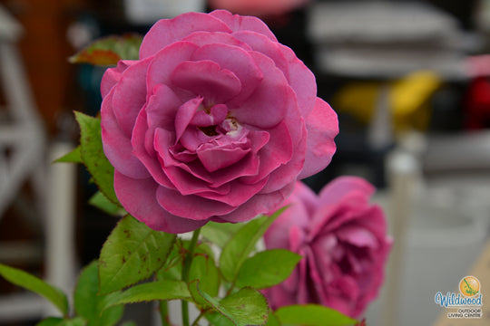 Sunbelt® Plum Perfect™ - Kordes® Roses