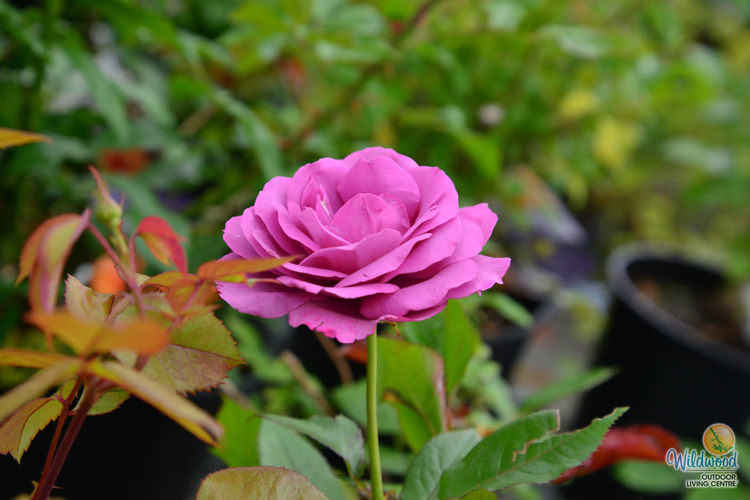Sunbelt® Plum Perfect™ - Kordes® Roses