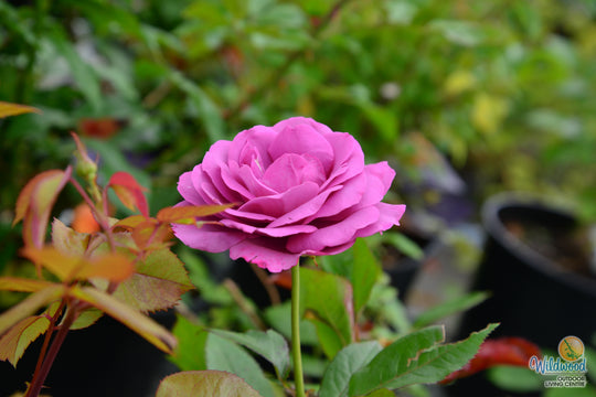 Sunbelt® Plum Perfect™ - Kordes® Roses