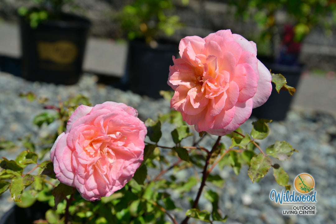 Sunbelt® Savannah™ - Kordes® Roses