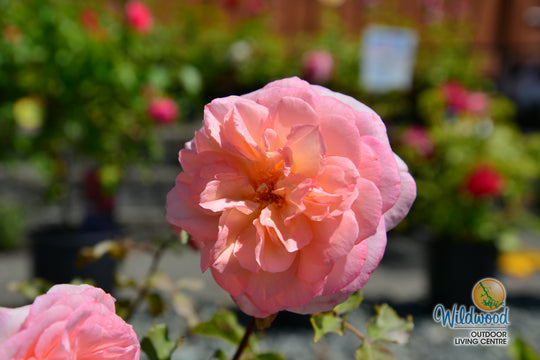 Sunbelt® Savannah™ - Kordes® Roses