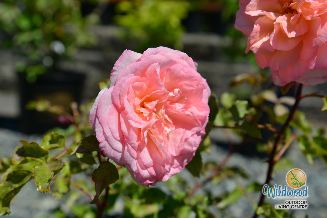 Sunbelt® Savannah™ - Kordes® Roses