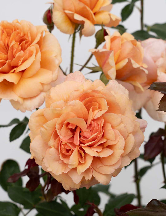 Sunbelt® Soul Sister - Star Roses and Plants