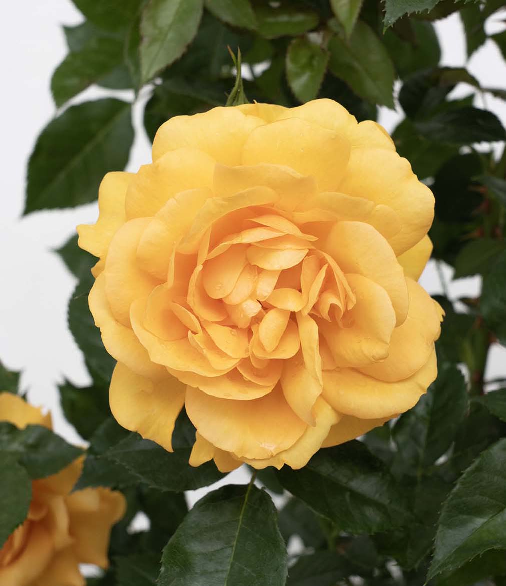 Sunbelt® South Africa® - Kordes® Roses