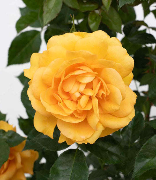 Sunbelt® South Africa® - Kordes® Roses