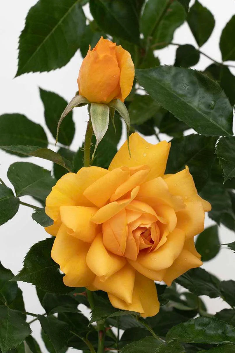 Sunbelt® South Africa® - Kordes® Roses