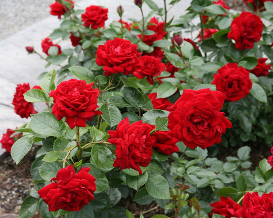 Sunbelt® Desmond Tutu™ - Kordes® Roses