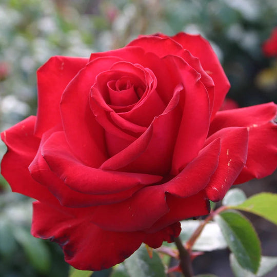Sunbelt® Desmond Tutu™ - Kordes® Roses