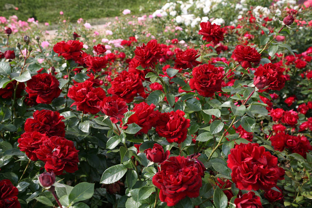 Sunbelt® Desmond Tutu™ - Kordes® Roses