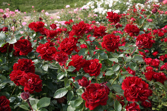 Sunbelt® Desmond Tutu™ - Kordes® Roses