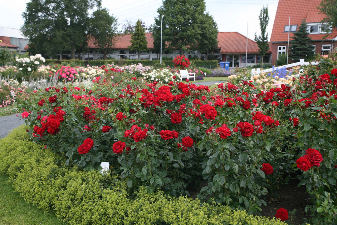 Sunbelt® Desmond Tutu™ - Kordes® Roses