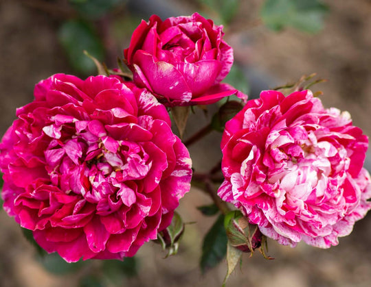 Roses | Over 450 Varieties | Canada-Wide Shipping – Page 6 – Wildwood ...