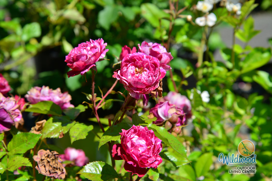 Sunblaze Candy - Star Roses and Plants
