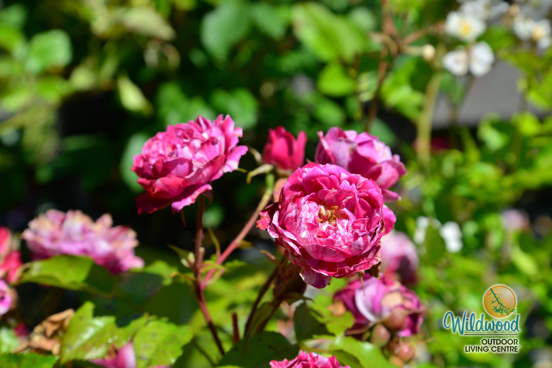 Sunblaze Candy - Star Roses and Plants