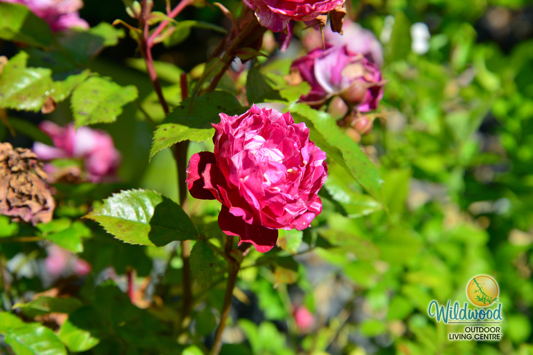 Sunblaze Candy - Star Roses and Plants