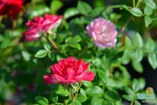 Sunblaze Pink  - Star Roses and Plants
