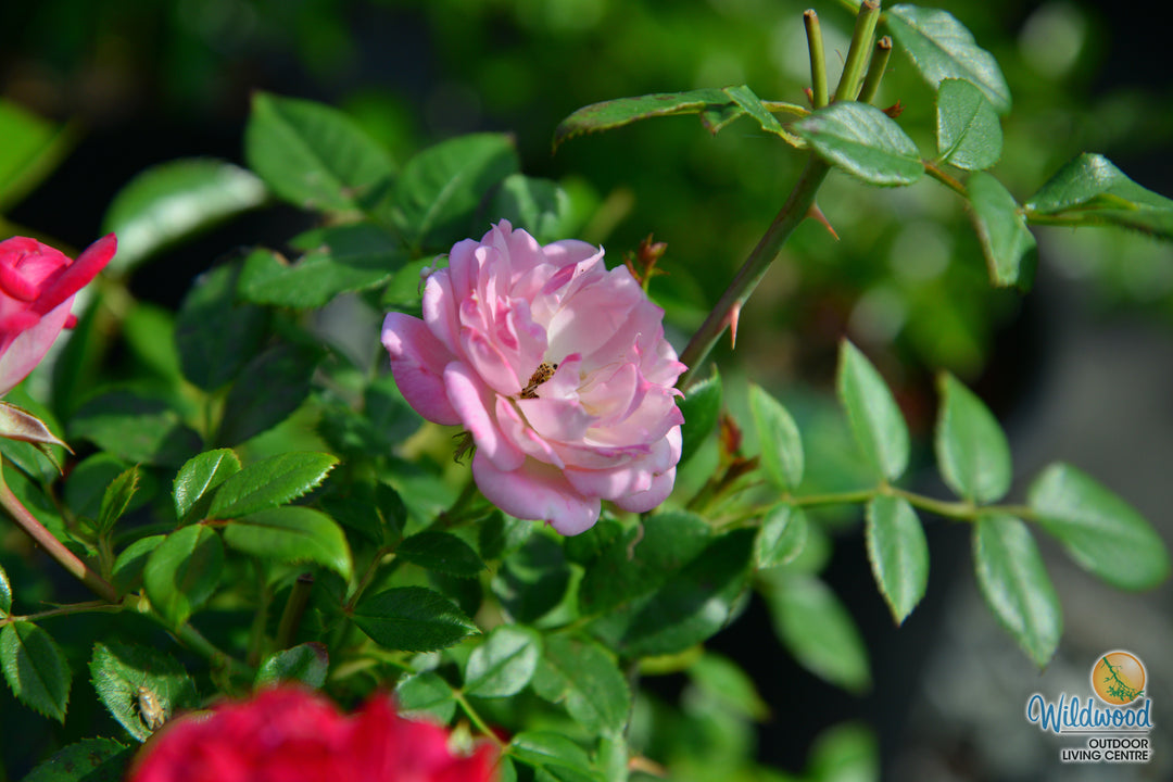 Sunblaze Pink  - Star Roses and Plants