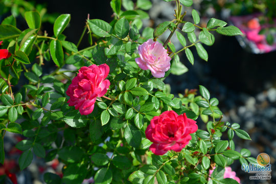Sunblaze Pink  - Star Roses and Plants