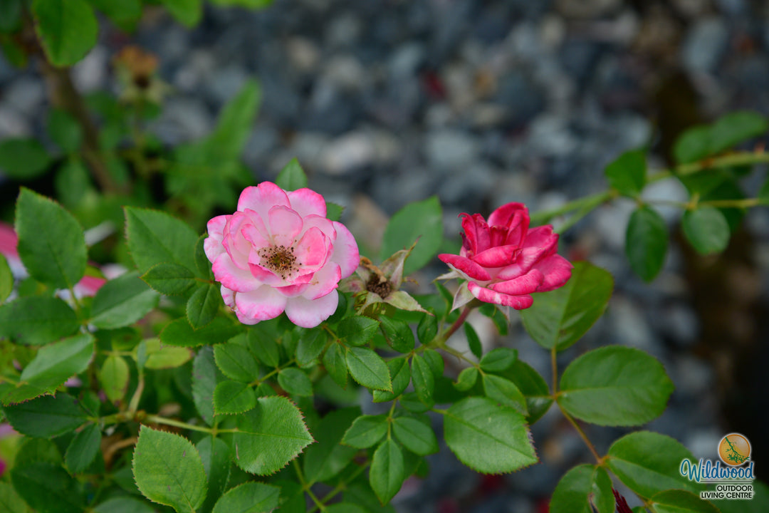 Sunblaze Pink  - Star Roses and Plants