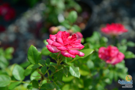 Sunblaze Pink  - Star Roses and Plants