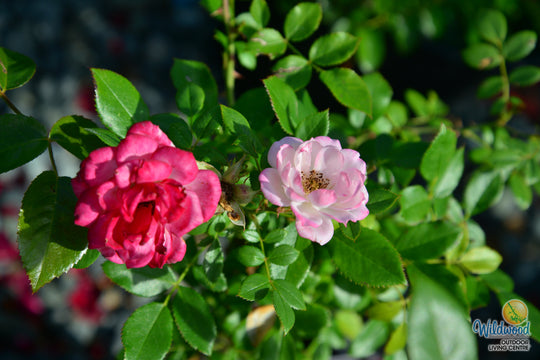 Sunblaze Pink  - Star Roses and Plants