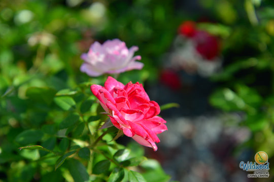 Sunblaze Pink  - Star Roses and Plants
