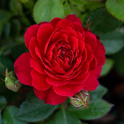 Sunblaze Watermelon  - Star Roses and Plants
