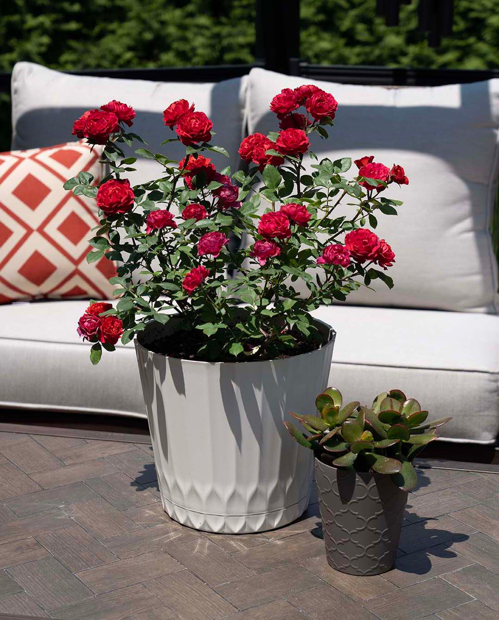 Sunblaze Watermelon  - Star Roses and Plants