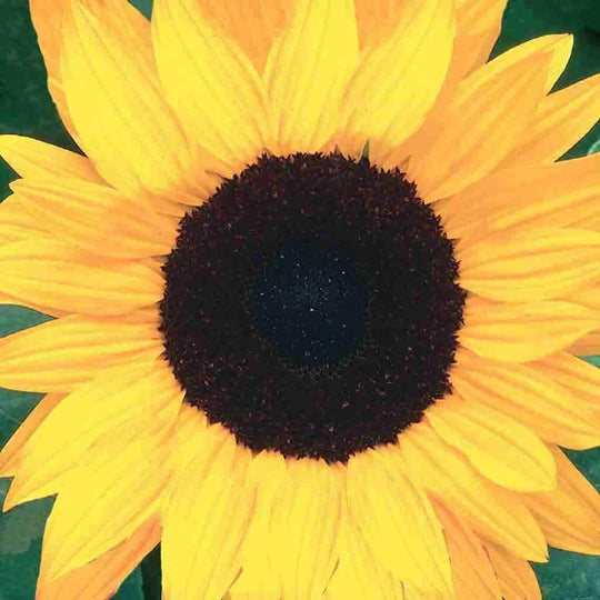 Organic Sunflower Giant- McKenzie Seeds