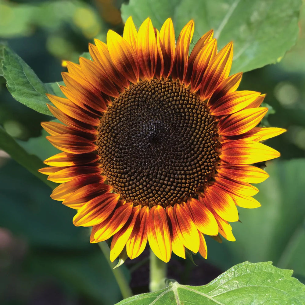 Sunflower Fire Catcher - Burpee Seeds